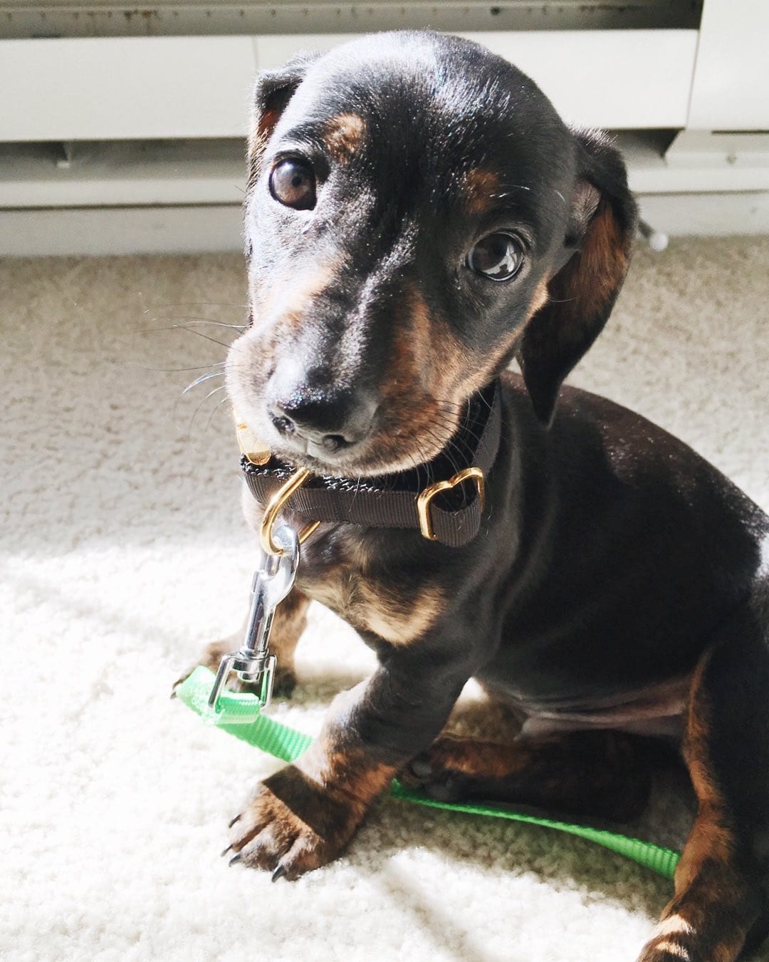 Post 1 by Mao 🌭 The Dachshund on Instagram (image)