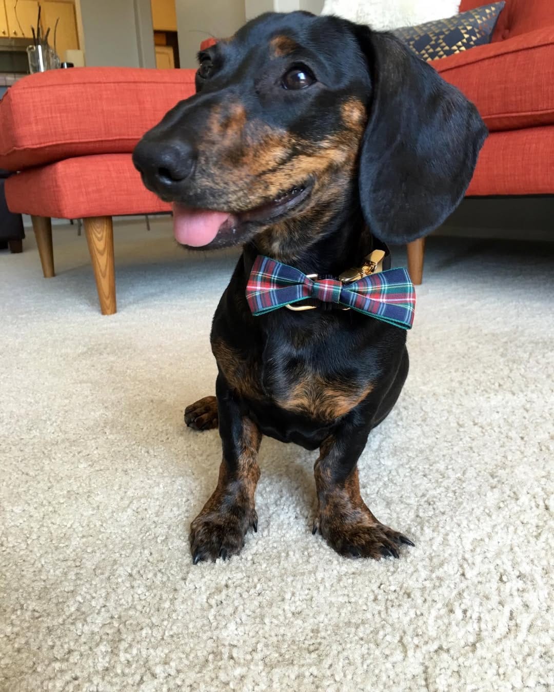 Post 7 by Mao 🌭 The Dachshund on Instagram (image)