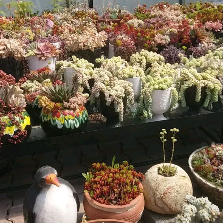 Post 8 by Kaktüsdünyası on Instagram (carousel)
