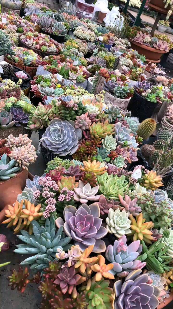 Post 2 by Kaktüsdünyası on Instagram (video)