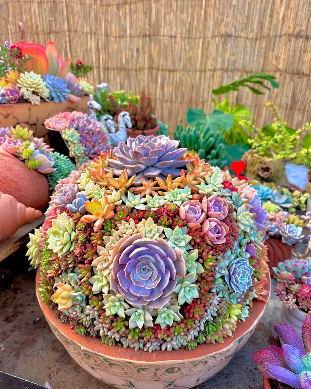 Post 1 by Kaktüsdünyası on Instagram (carousel)