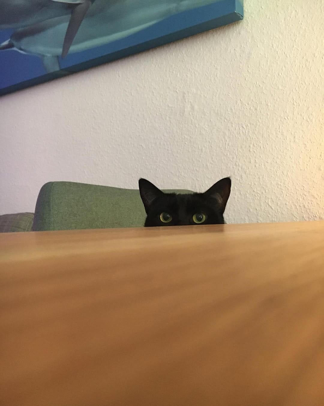 Post 10 by The Blacula Cats on Instagram (image)
