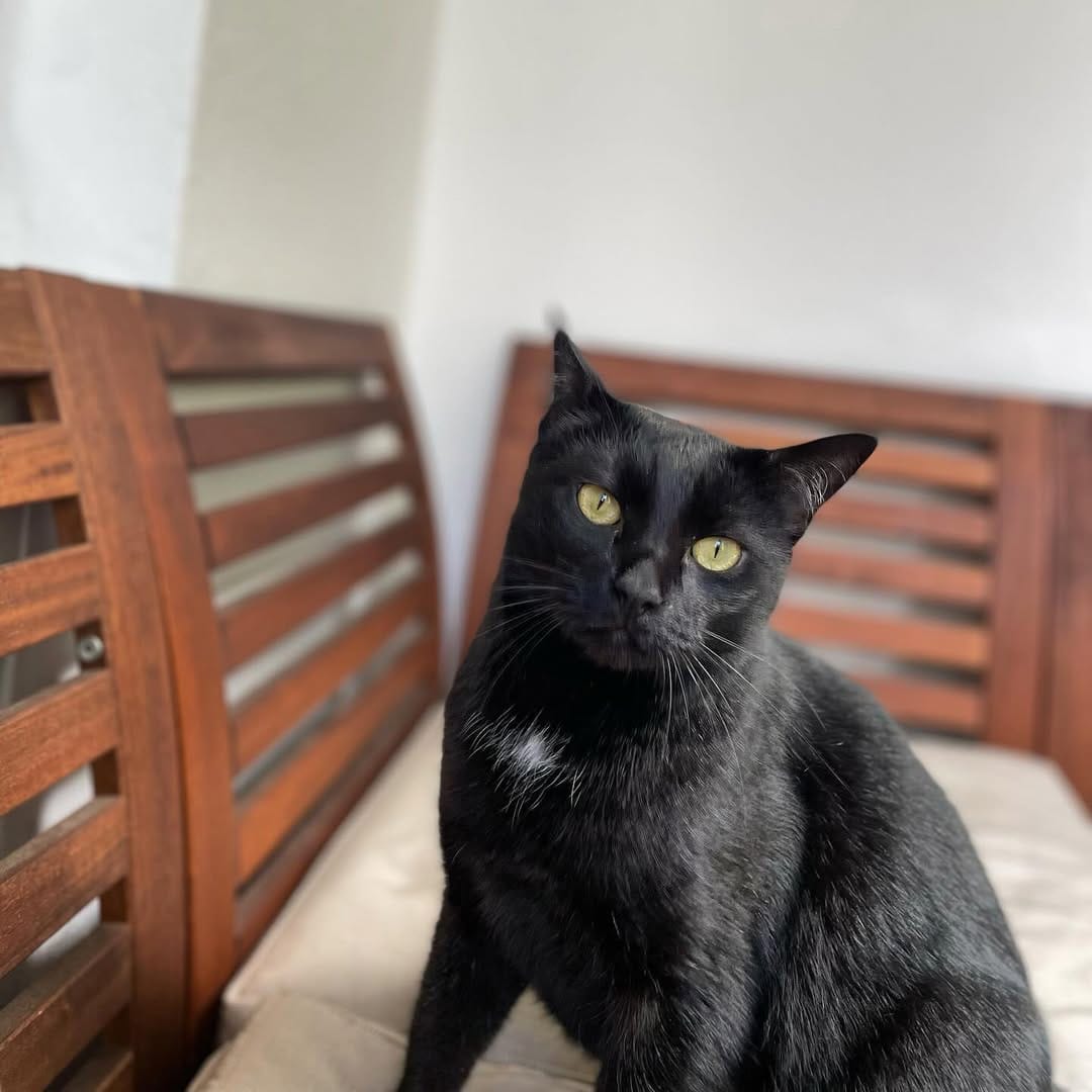 Post 6 by The Blacula Cats on Instagram (image)