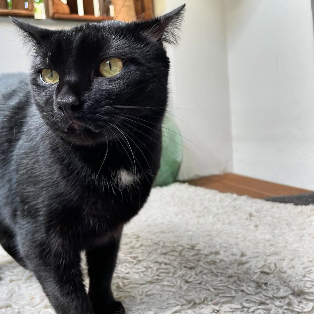Post 8 by The Blacula Cats on Instagram (image)