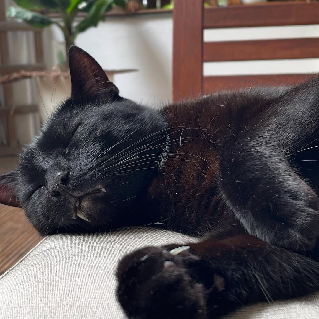 Post 2 by The Blacula Cats on Instagram (image)