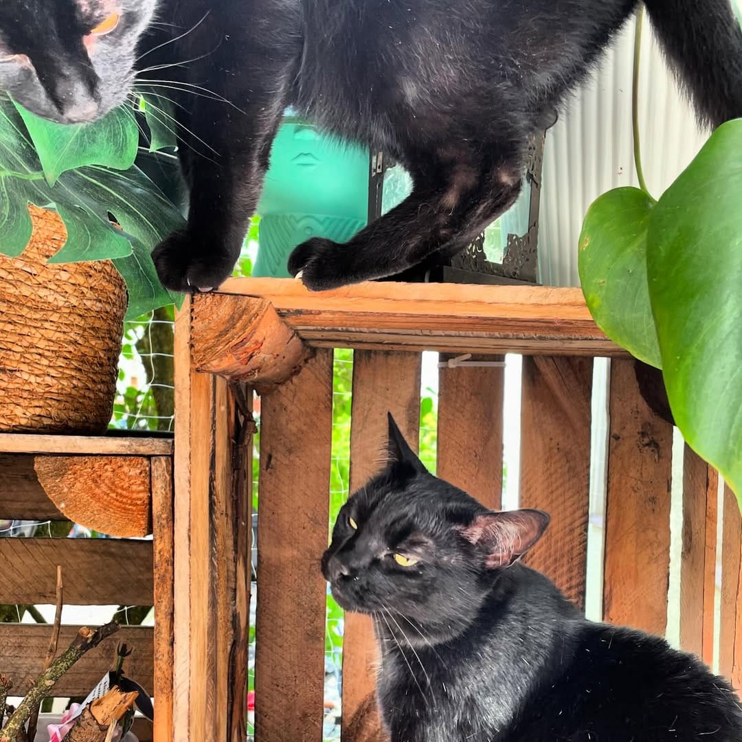 Post 7 by The Blacula Cats on Instagram (image)
