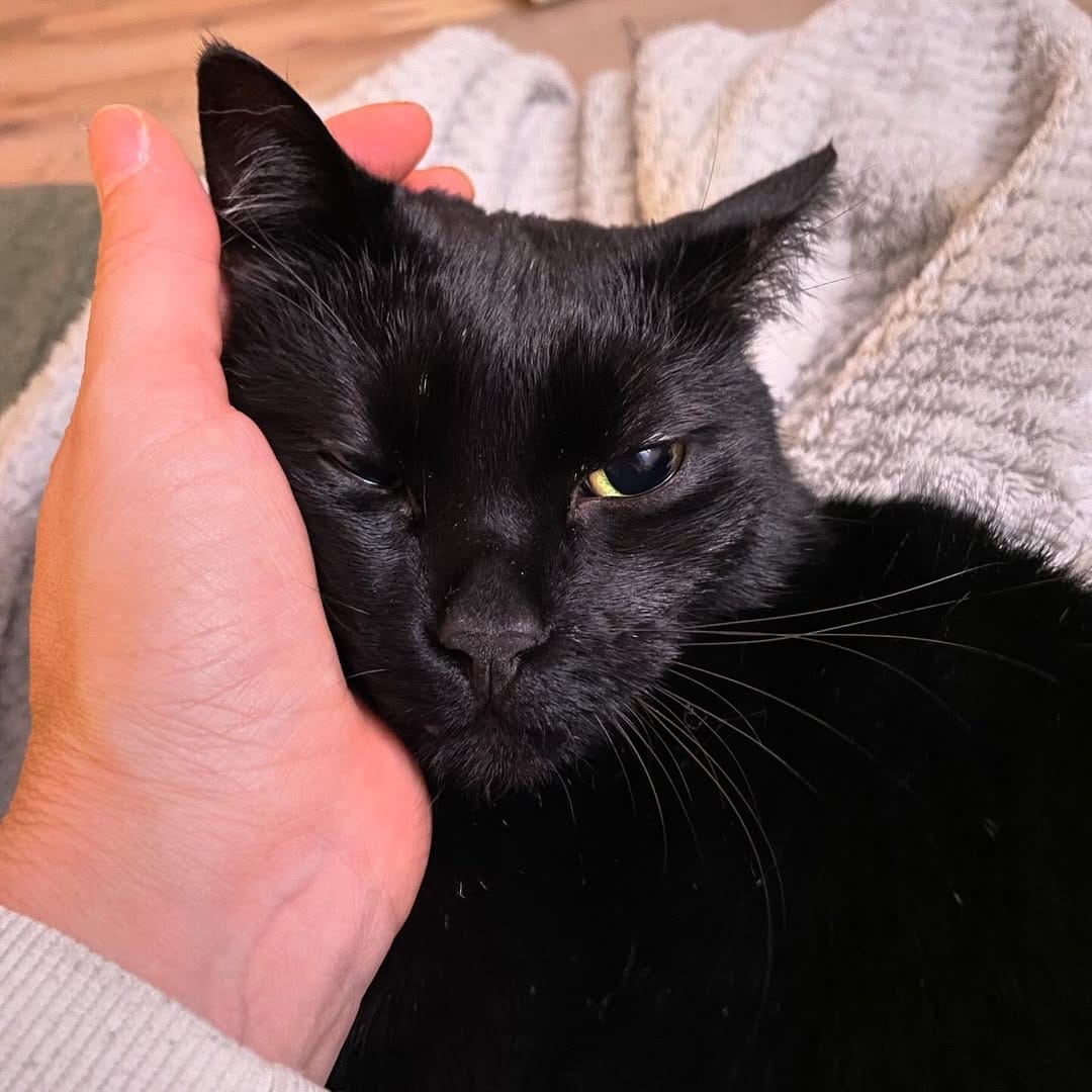 Post 4 by The Blacula Cats on Instagram (image)
