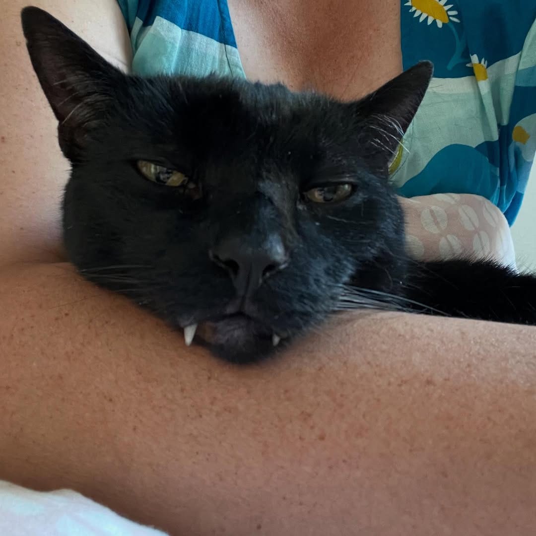 Post 1 by The Blacula Cats on Instagram (image)