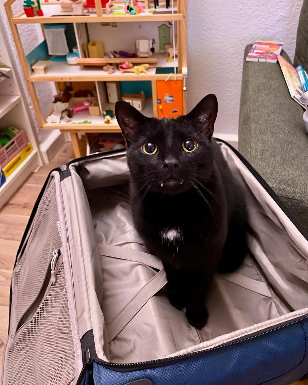 Post 5 by The Blacula Cats on Instagram (image)