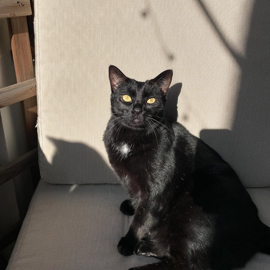 Post 3 by The Blacula Cats on Instagram (image)