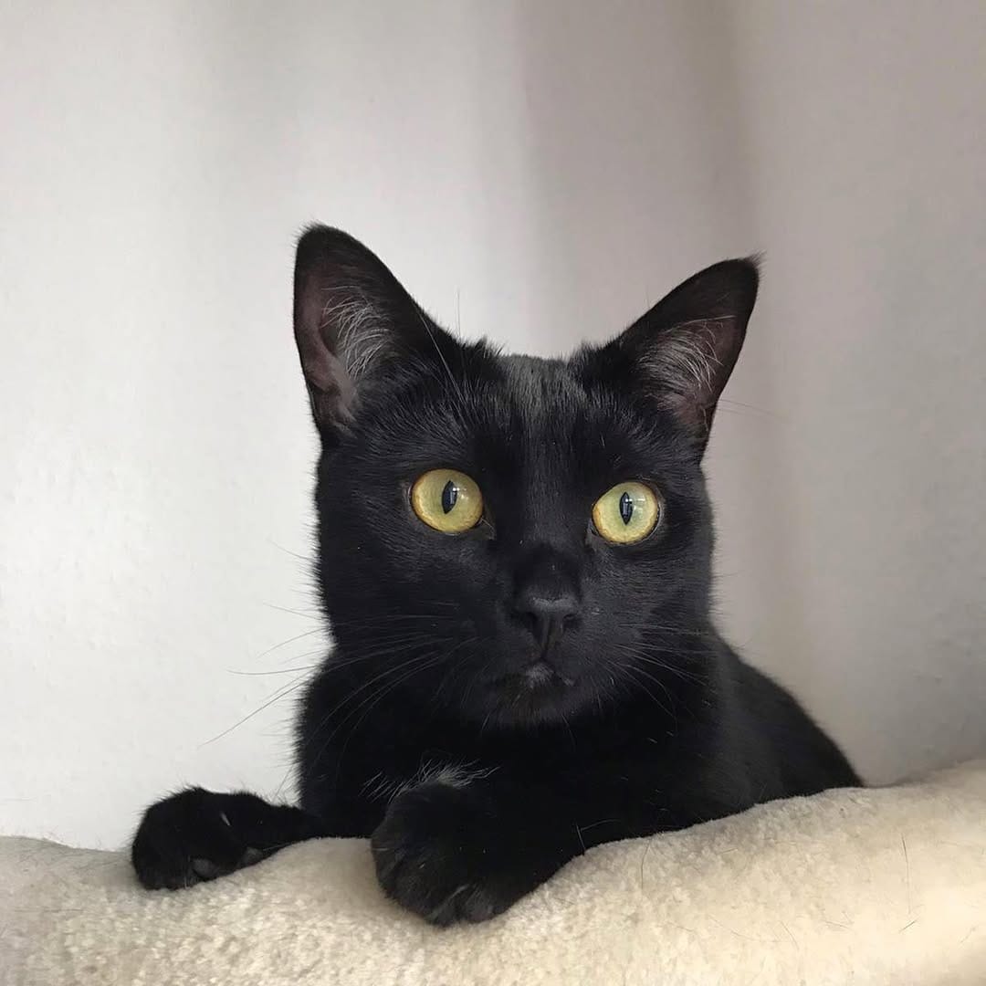 Post 9 by The Blacula Cats on Instagram (image)