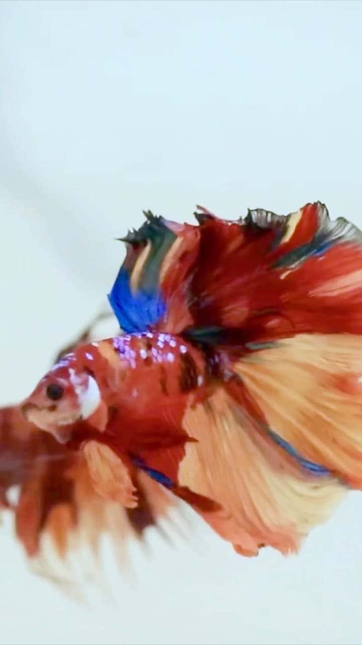 Post 2 by BETTA TIME on Instagram (video)