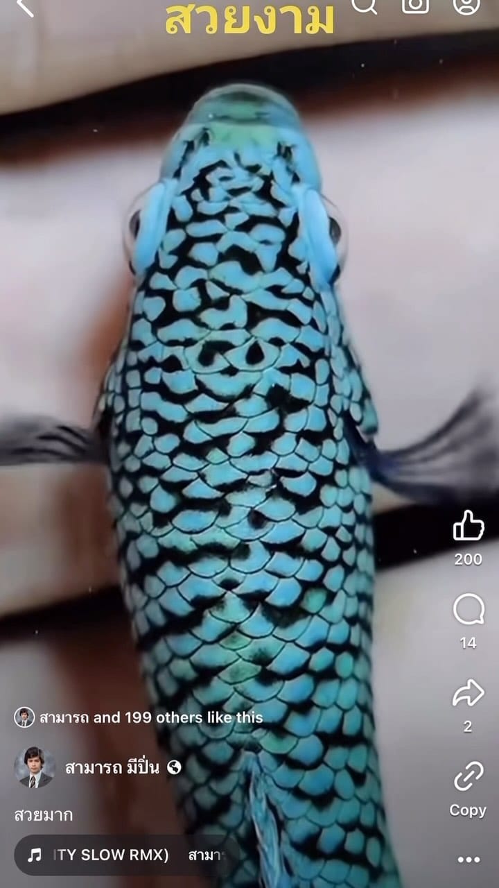 Post 1 by BETTA TIME on Instagram (video)