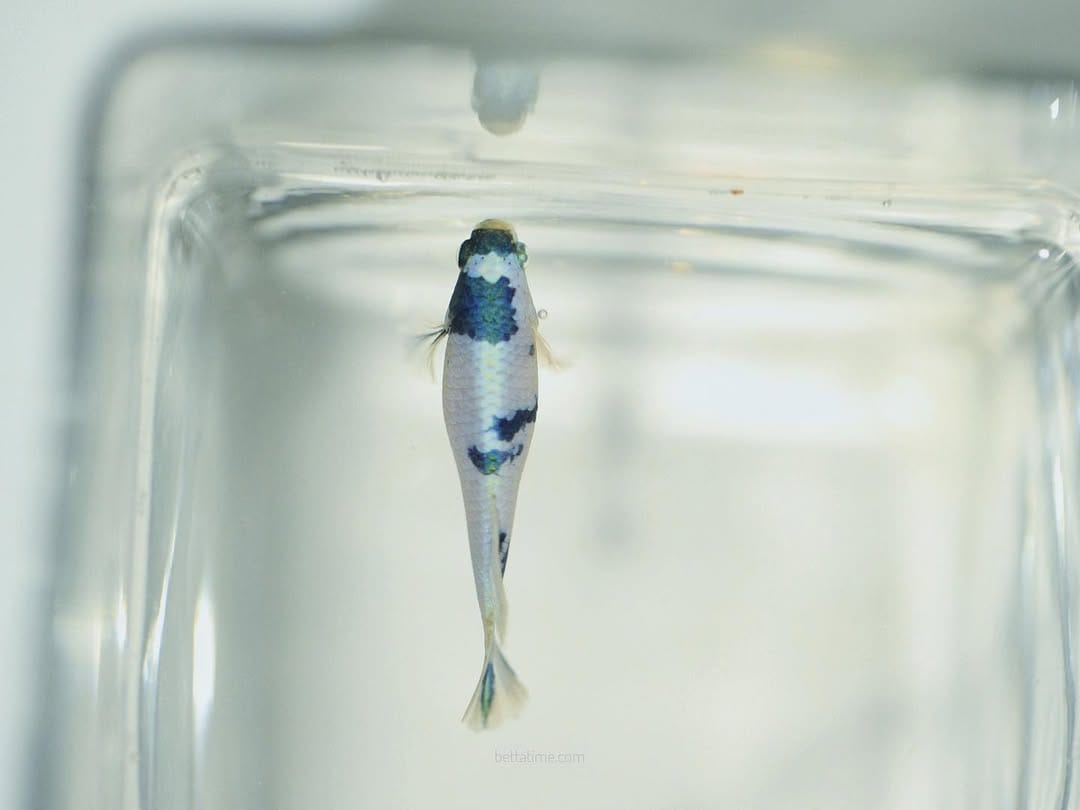 Post 3 by BETTA TIME on Instagram (image)