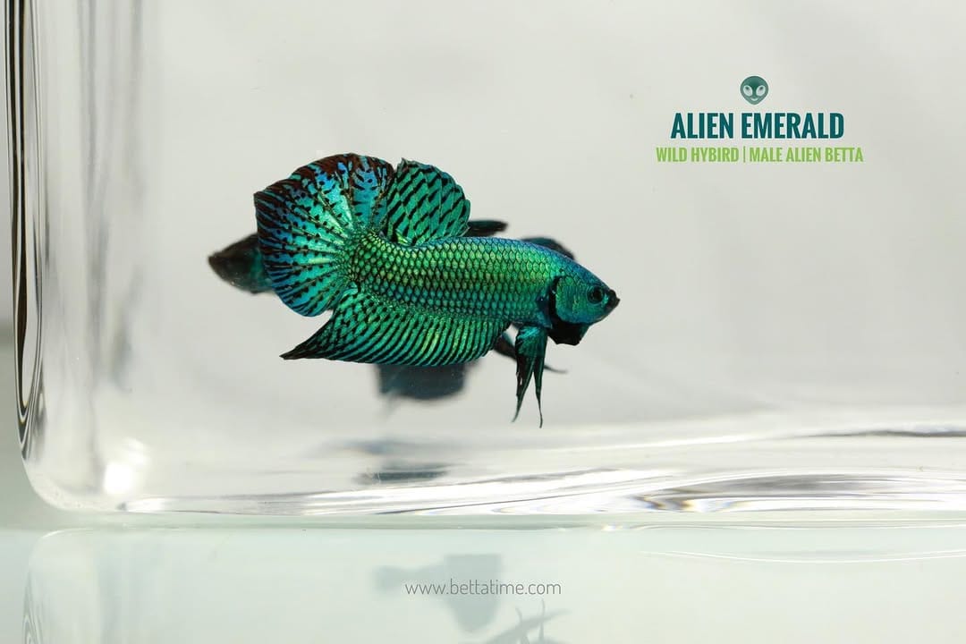 Post 7 by BETTA TIME on Instagram (image)