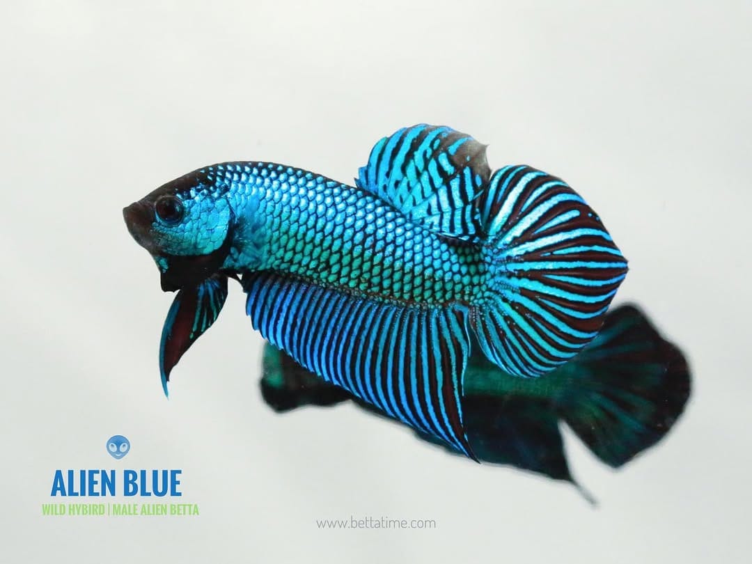 Post 6 by BETTA TIME on Instagram (image)