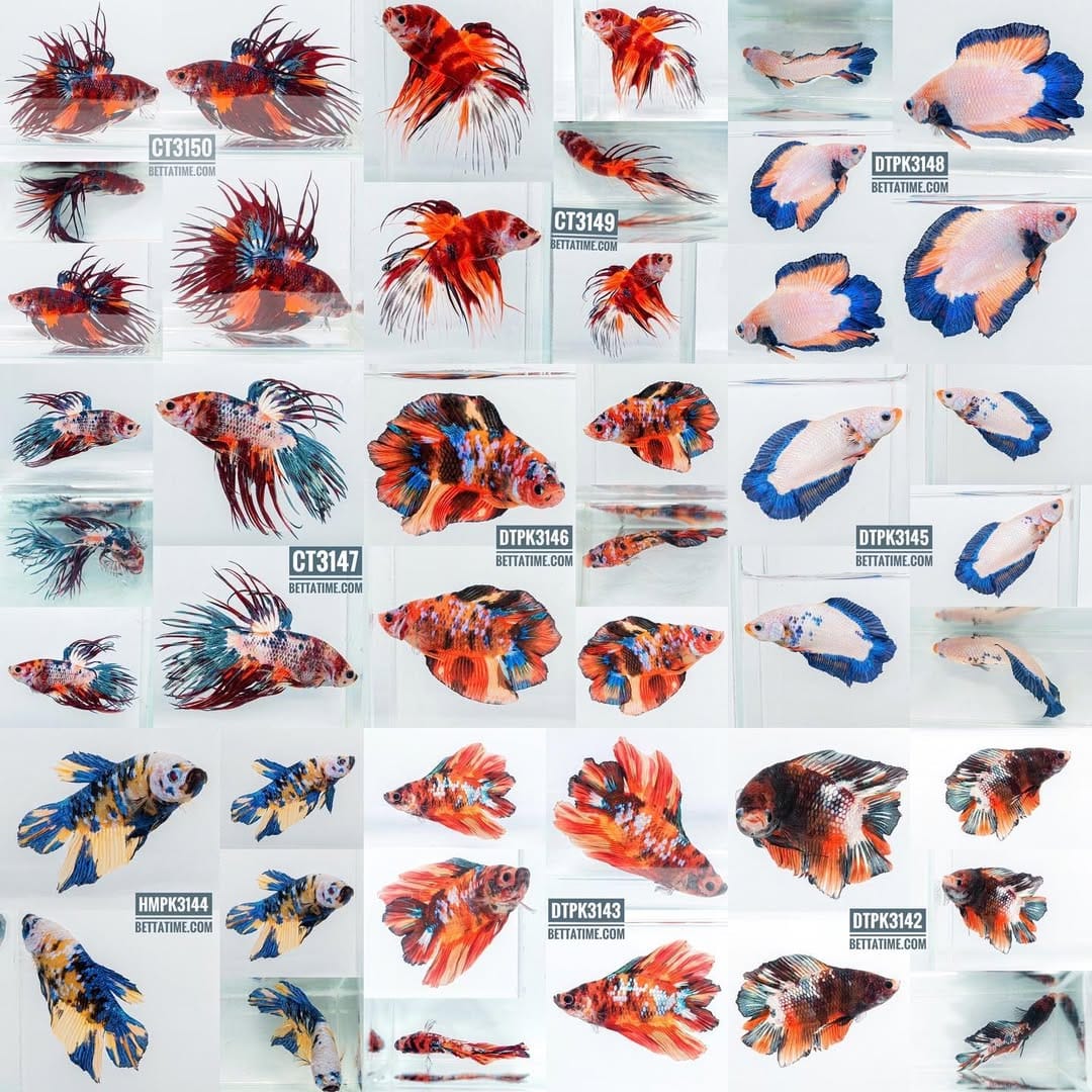 Post 10 by BETTA TIME on Instagram (carousel)