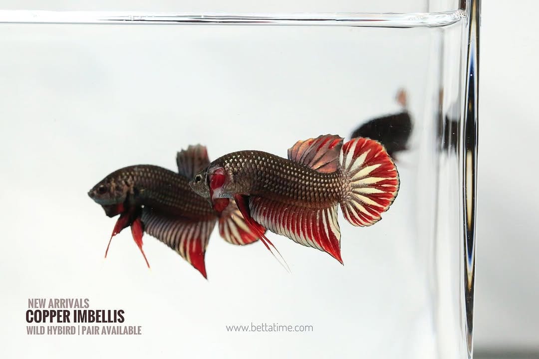 Post 9 by BETTA TIME on Instagram (image)