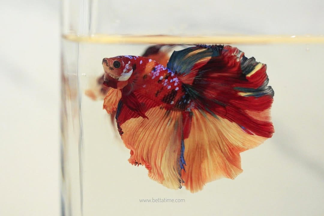 Post 5 by BETTA TIME on Instagram (image)
