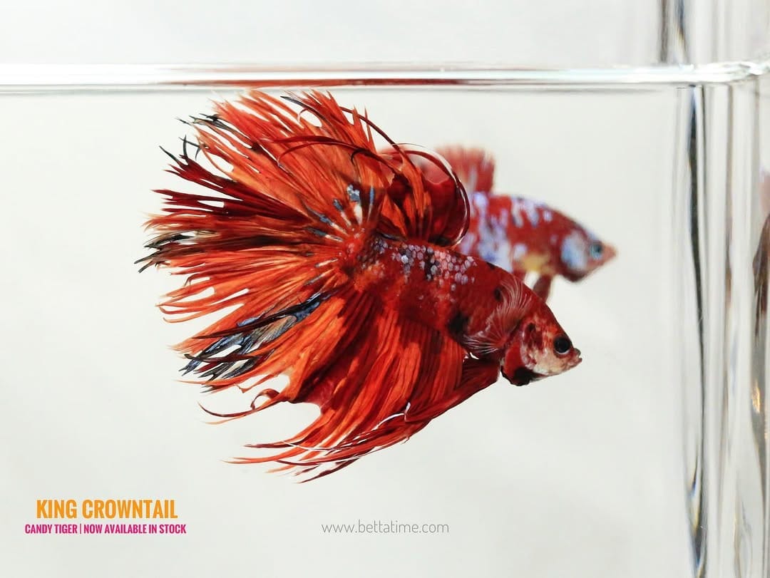 Post 8 by BETTA TIME on Instagram (image)
