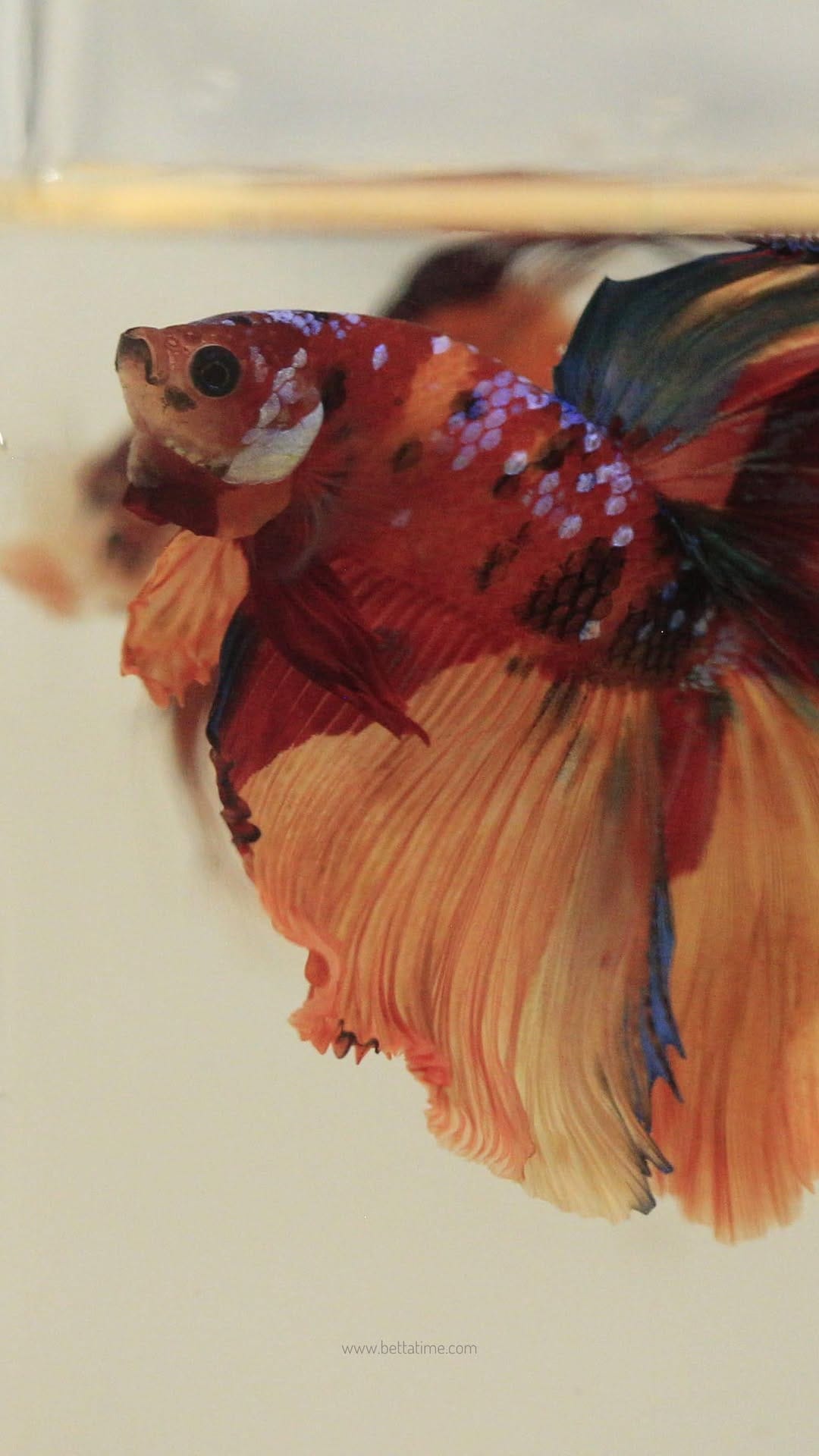 Post 4 by BETTA TIME on Instagram (video)