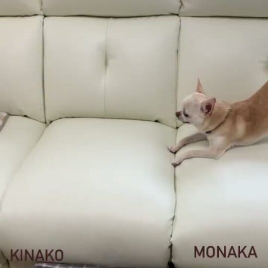 Post 4 by chihuahua on Instagram (video)