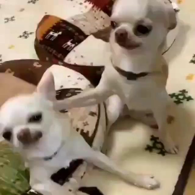 Post 9 by chihuahua on Instagram (video)