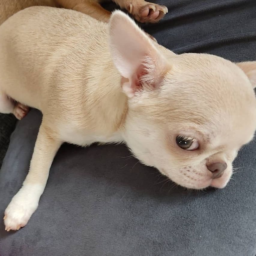 Post 2 by chihuahua on Instagram (image)