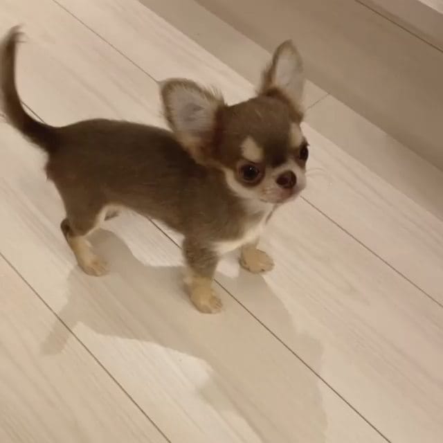 Post 10 by chihuahua on Instagram (video)