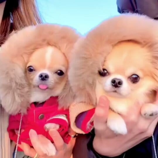 Post 1 by chihuahua on Instagram (video)