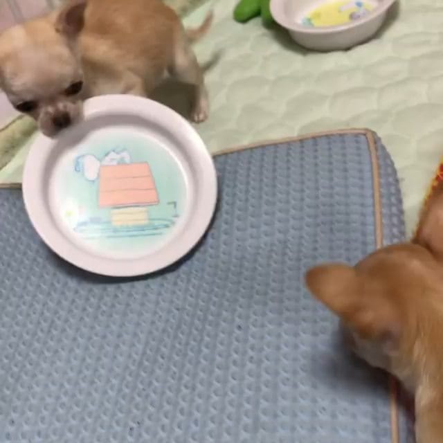 Post 5 by chihuahua on Instagram (video)