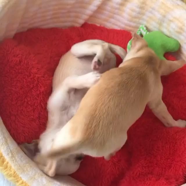 Post 6 by chihuahua on Instagram (video)