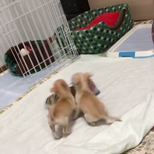 Post 8 by chihuahua on Instagram (video)