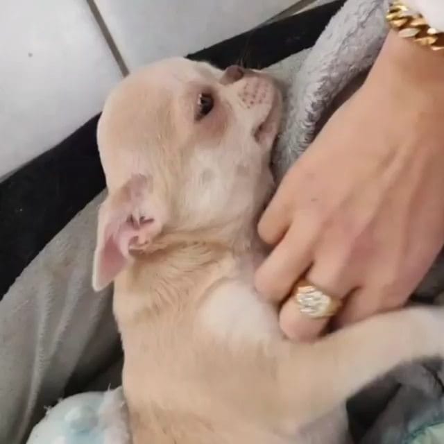 Post 3 by chihuahua on Instagram (video)