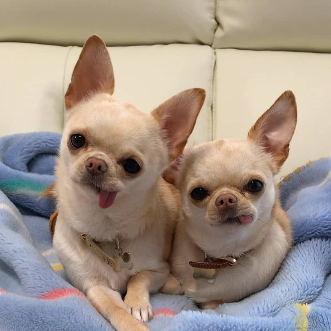 Post 7 by chihuahua on Instagram (carousel)