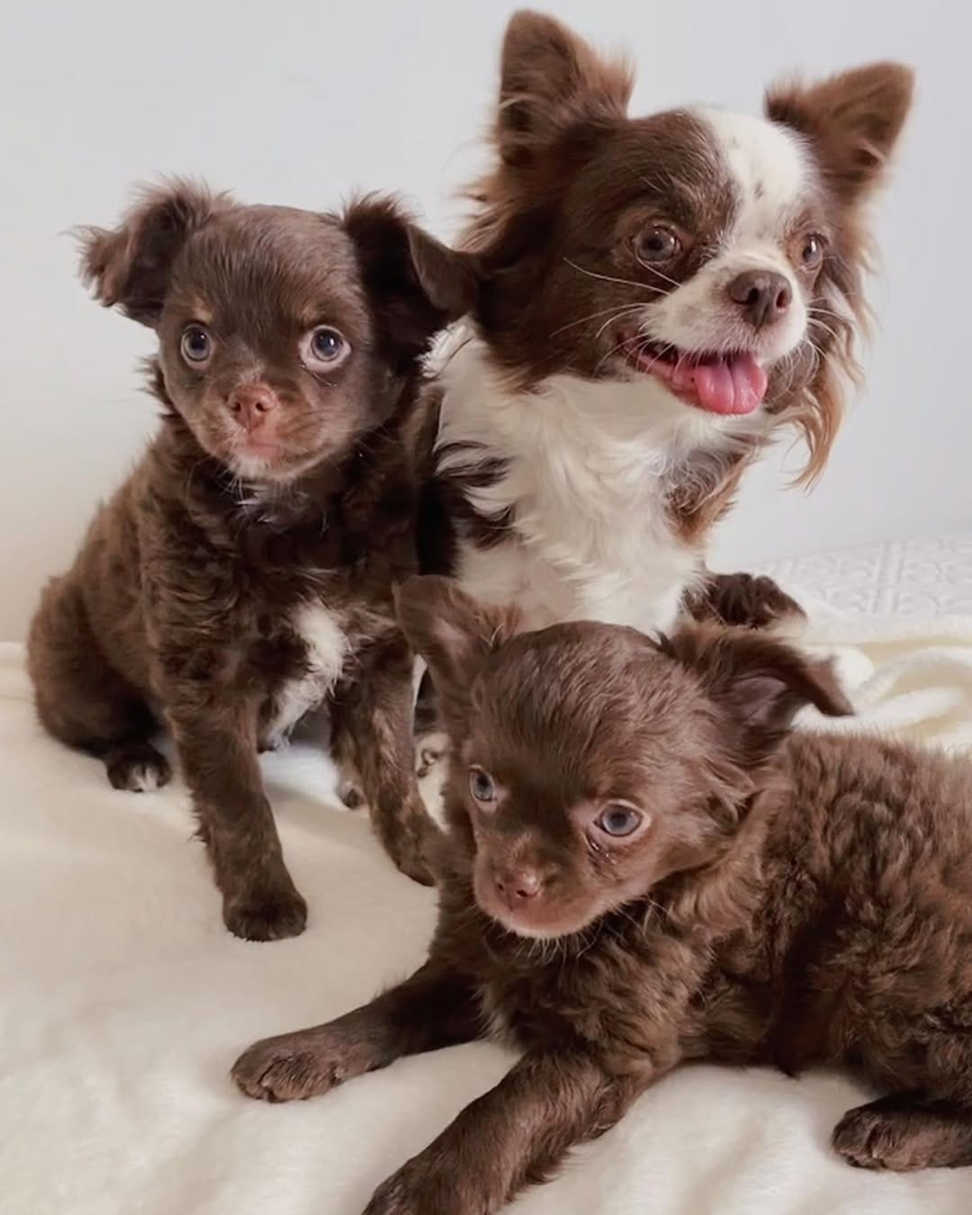 Post 1 by Familia Chihuahuas Rainbow 🌈 on Instagram (image)