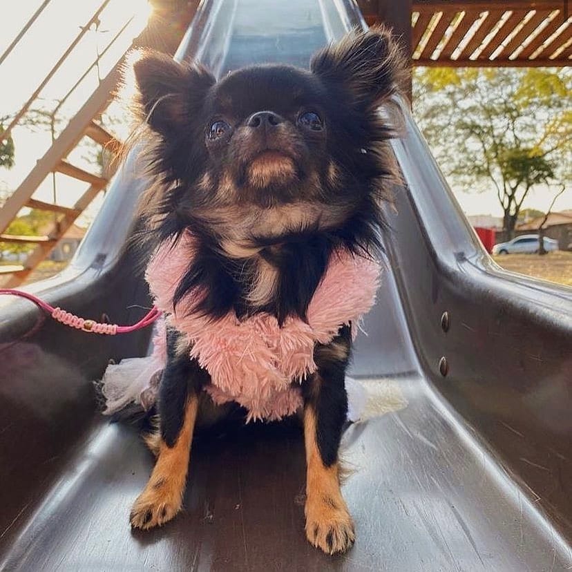 Post 4 by Familia Chihuahuas Rainbow 🌈 on Instagram (image)