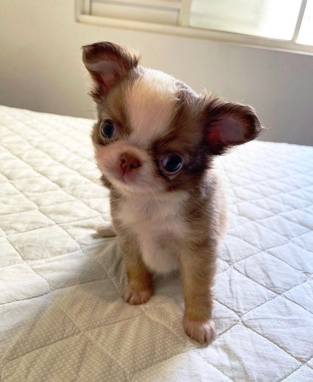 Post 9 by Familia Chihuahuas Rainbow 🌈 on Instagram (image)