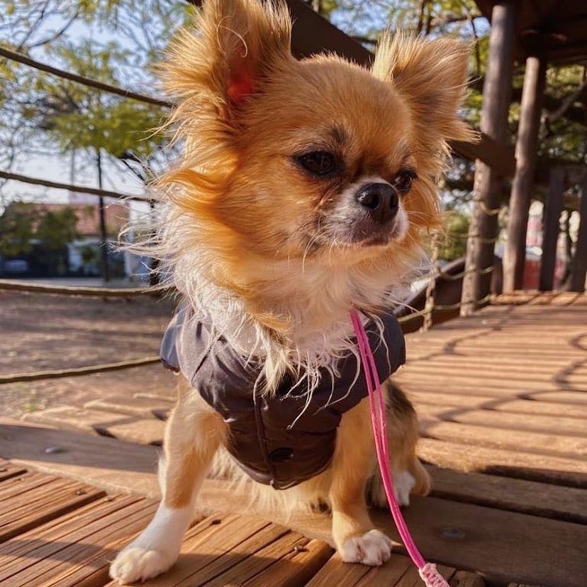 Post 5 by Familia Chihuahuas Rainbow 🌈 on Instagram (image)