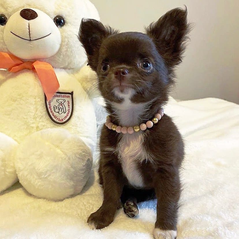 Post 6 by Familia Chihuahuas Rainbow 🌈 on Instagram (image)