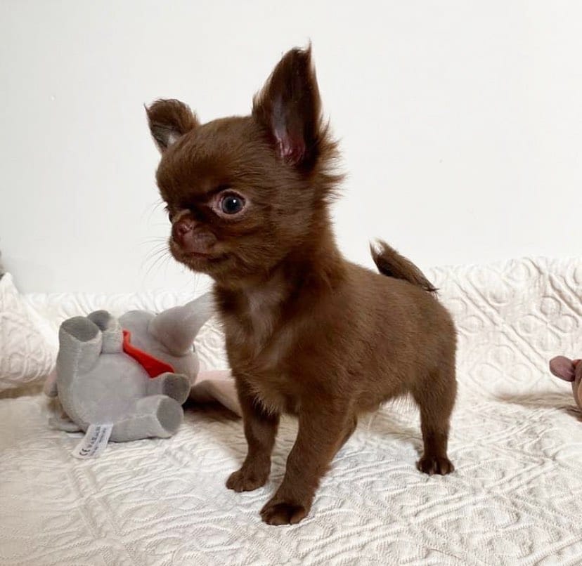 Post 3 by Familia Chihuahuas Rainbow 🌈 on Instagram (image)