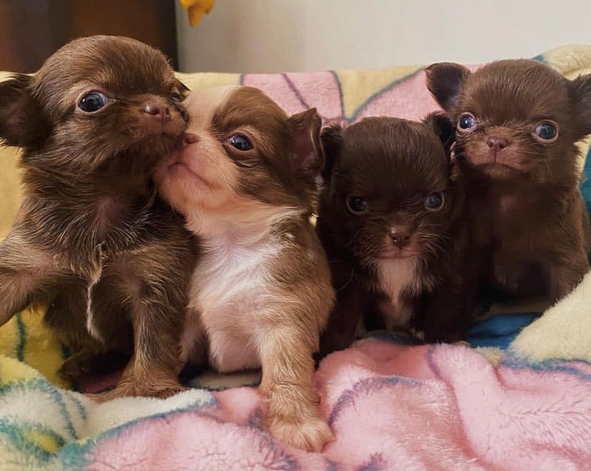 Post 8 by Familia Chihuahuas Rainbow 🌈 on Instagram (image)