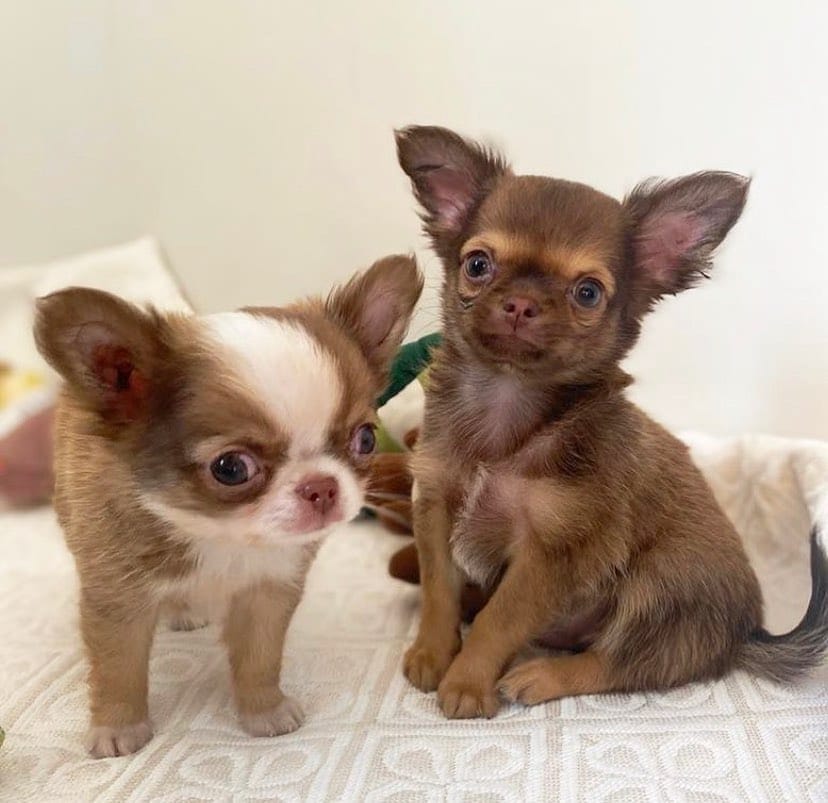 Post 7 by Familia Chihuahuas Rainbow 🌈 on Instagram (image)