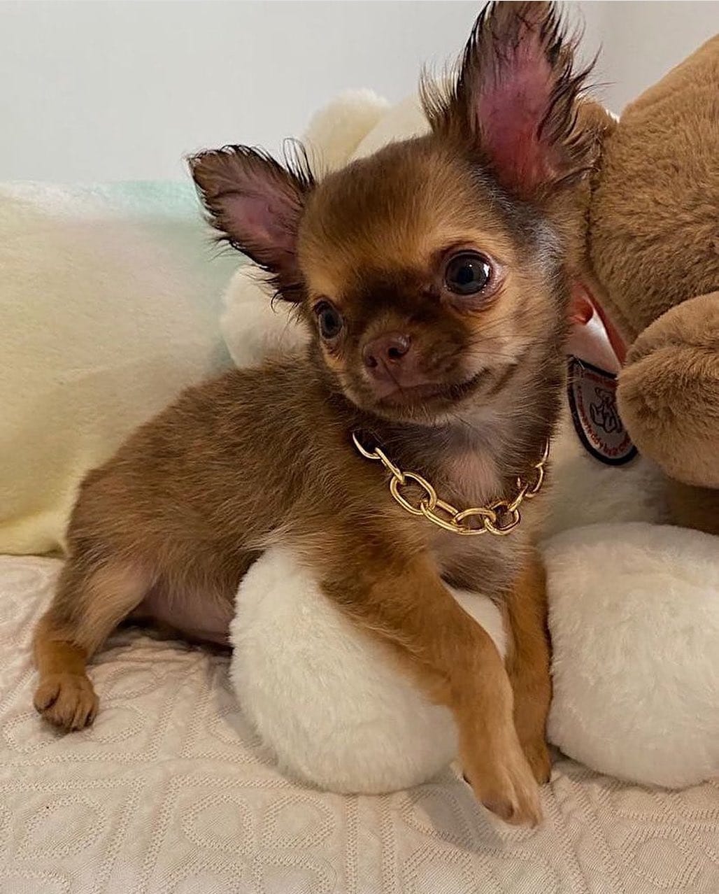 Post 2 by Familia Chihuahuas Rainbow 🌈 on Instagram (image)