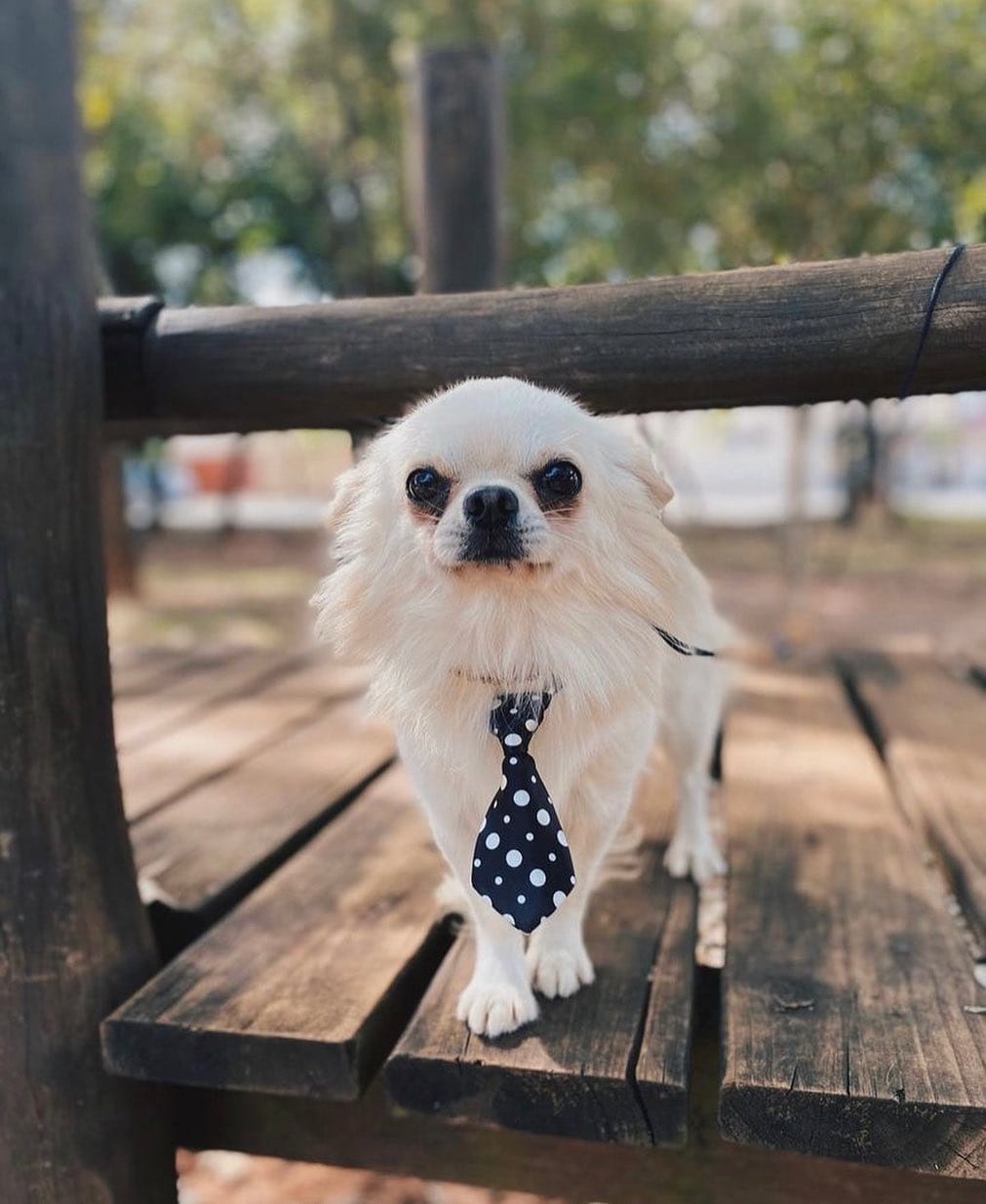 Post 10 by Familia Chihuahuas Rainbow 🌈 on Instagram (image)