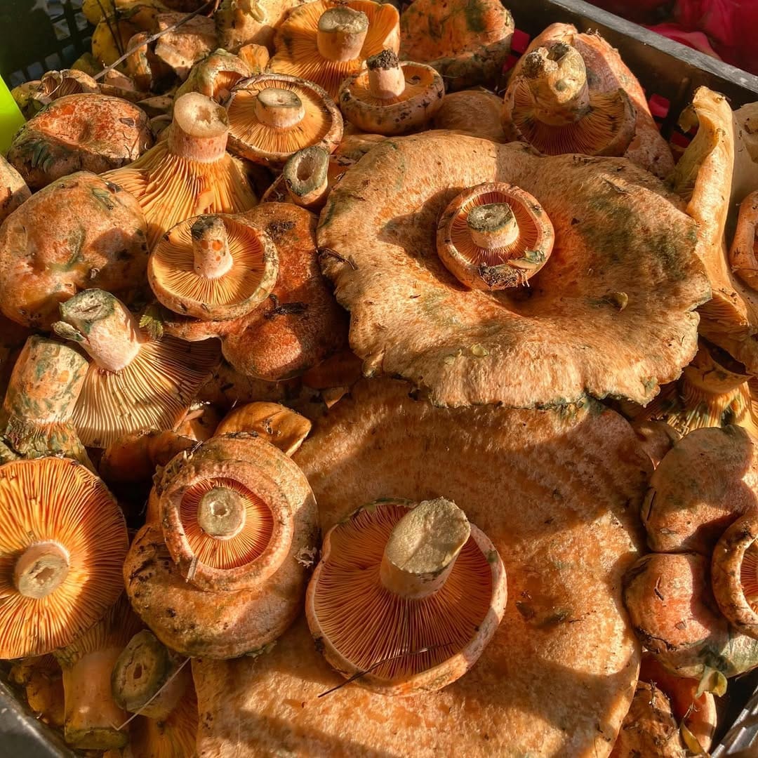 Post 4 by Ziraat Mühendisi 👩‍🌾 on Instagram (image)