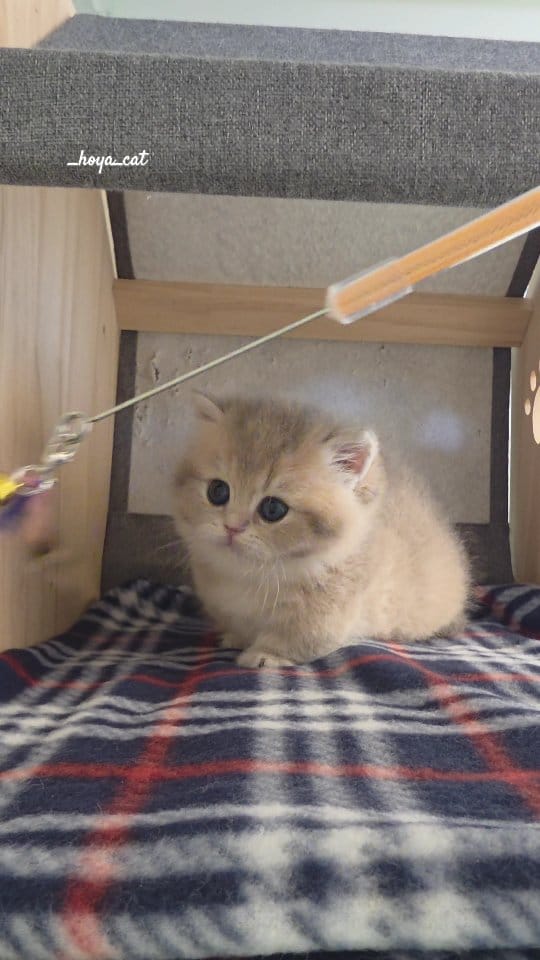 Post 2 by 고양이분양 브리티쉬숏헤어분양 랙돌분양 먼치킨분양 호야캣 on Instagram (video)