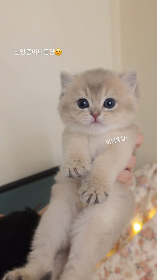 Post 5 by 고양이분양 브리티쉬숏헤어분양 랙돌분양 먼치킨분양 호야캣 on Instagram (video)