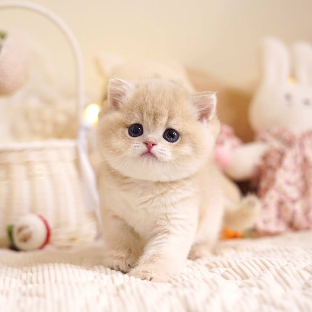 Post 1 by 고양이분양 브리티쉬숏헤어분양 랙돌분양 먼치킨분양 호야캣 on Instagram (carousel)