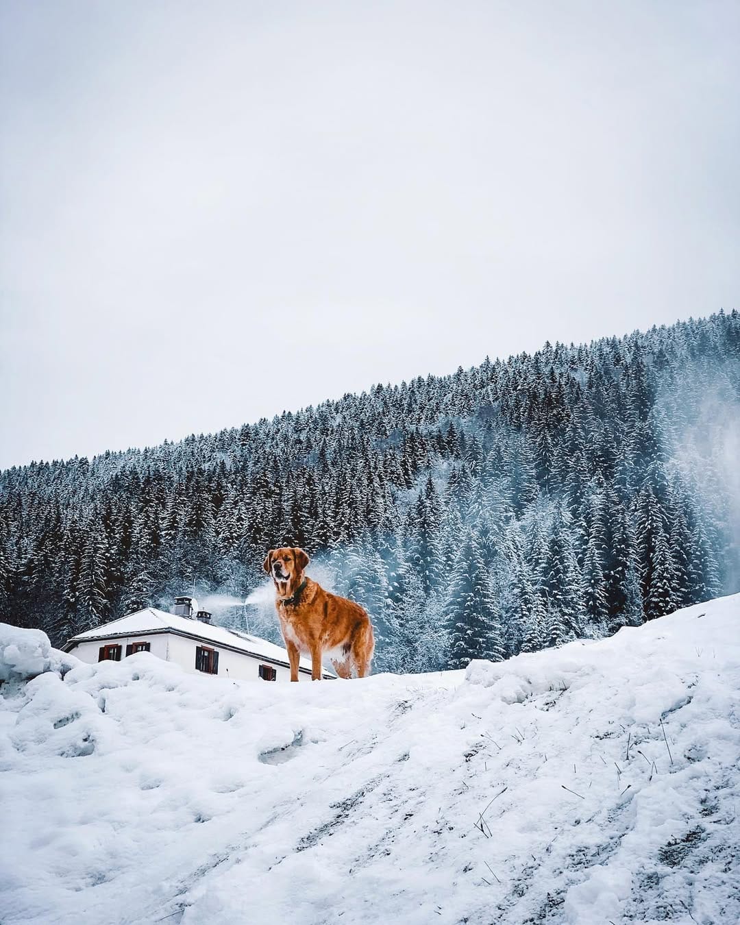 Post 10 by Juliette | Pauline | Mowgli 🐕 on Instagram (image)